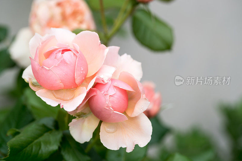 Rosa chinensis Jacq。盛开在春天